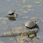 Yellow-bellied slider