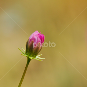 by Ejaz Ahmed - Flowers Single Flower