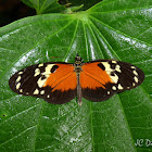 Hecale Longwing Butterfly