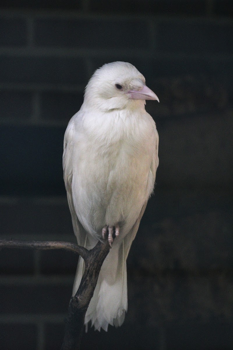 Carrion Crow (Albino) Project Noah