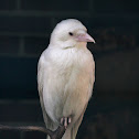 Carrion Crow (Albino)