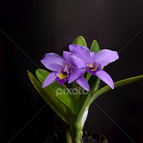 anggrek by Gigih Ardiantoro - Uncategorized All Uncategorized