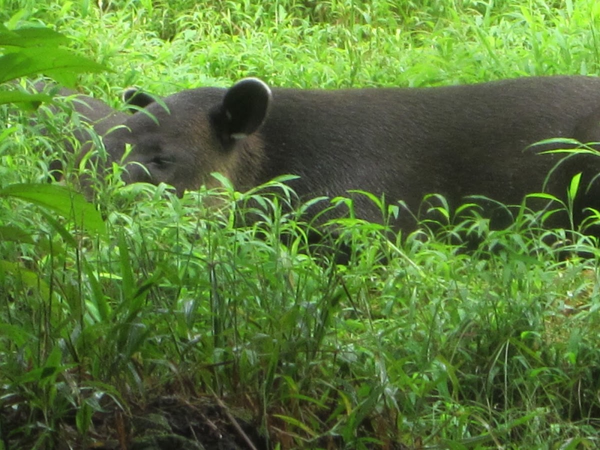 Danta (Baird's Tapir)