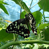 Lime Butterfly / Checkered Swallowtail