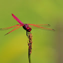 Crimson Dropwing (or Marsh Glider)