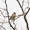 European Goldfinch, jilguero