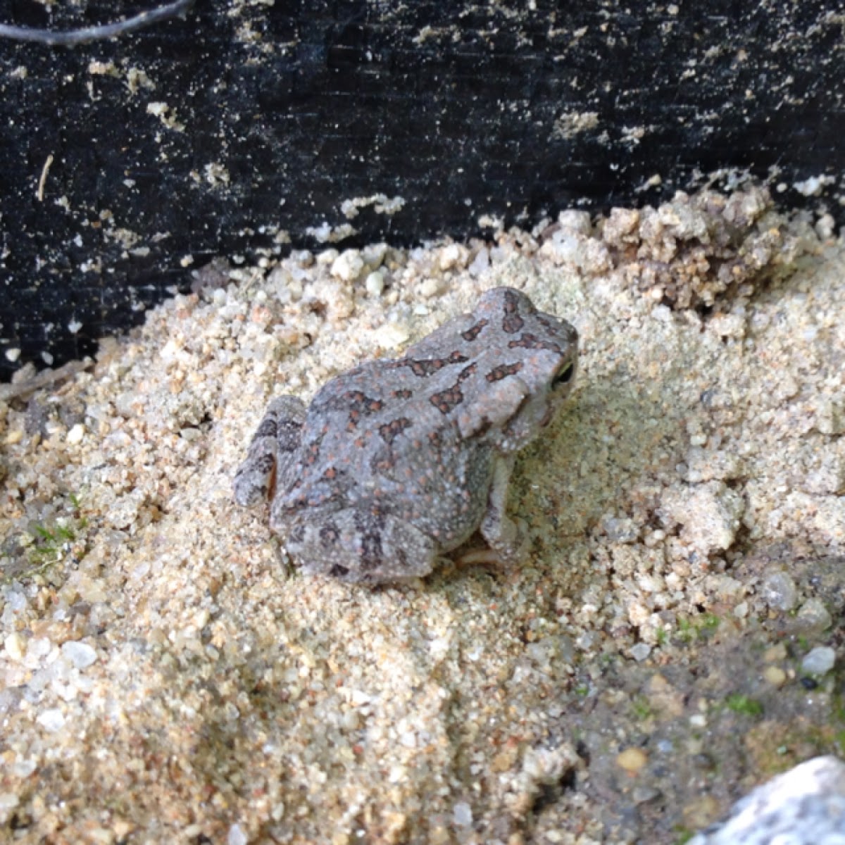 Southern toad