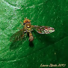Male Flower Fly