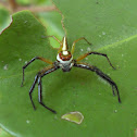 Two-Striped Jumping Spider
