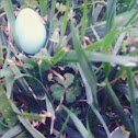 Bluebird egg