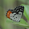 Red pierrot & Common Small Flat