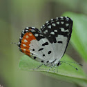 Red pierrot & Common Small Flat