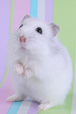 Hamster Wallpapers