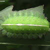 Green Slug Moth Caterpillar