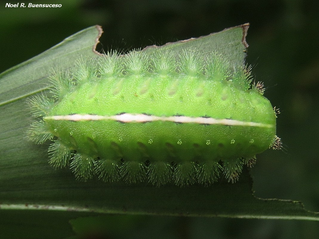 Green Slug Moth Caterpillar