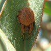 Orb Weaver