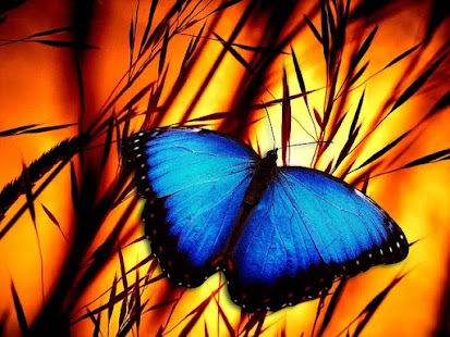 Download Butterflies Images APK for PC