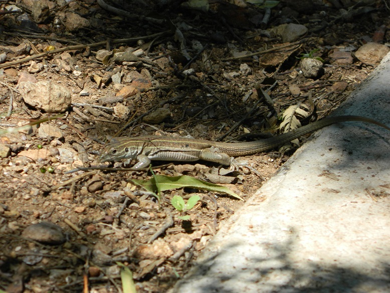 Sonoran Spotted Whiptail