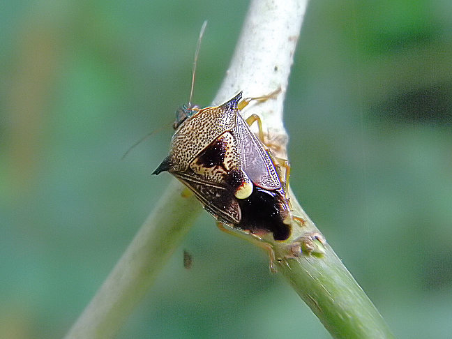 spined predatory shield bug, Schellenberg's soldier bug