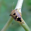 spined predatory shield bug, Schellenberg's soldier bug