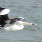 Australian Pelican