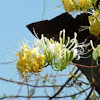 Lonicera confusa / Wild Honeysuckle (Gold & Silver Flower 金銀花)