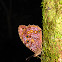 White-spotted Satyr Butterfly