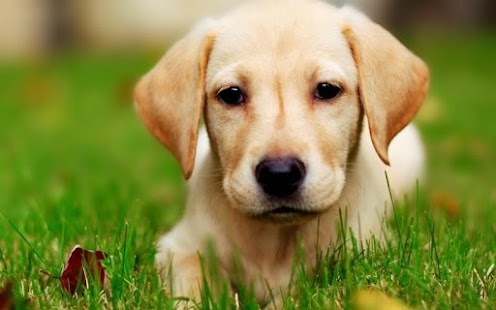 How to download Golden Retriever Dog Wallpaper patch 1.0 apk for laptop