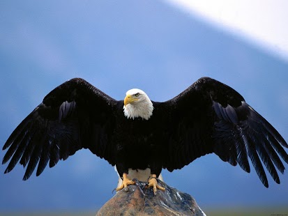 How to download Eagles Wallpapers 2.0.6 mod apk for android