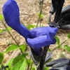 Black & Blue Salvia