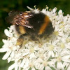 White tailed bubble bee