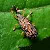 Leaf Miner Beetle