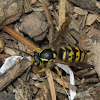 Aerial Yellowjacket (worker)