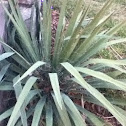 Yucca Plant