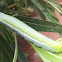 oleander Hawk-moth catterpillar