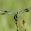 Four-spotted Skimmer Dragonfly