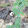 False Potato Beetle (larvae)
