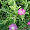 Ice plant