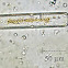 Pennate Diatom