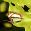 Double-banded banner