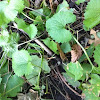 Garlic mustard