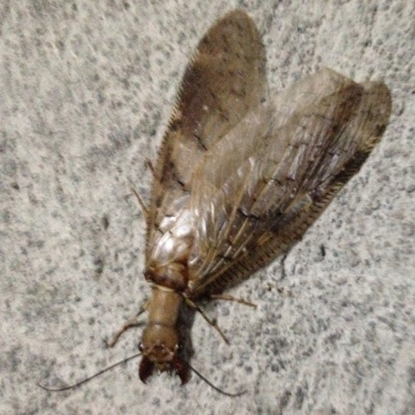 Dobsonfly (Corydalinae) Project Noah