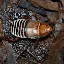 Zebra Cockroach