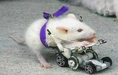 Scooter the Rat