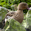 Madagascar Teal