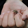 Juvenile Fowlers Toad