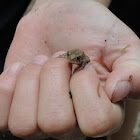 Juvenile Fowlers Toad