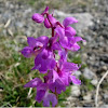Orquídea. Early purple orchid