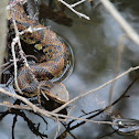 Cottonmouth