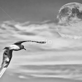 Volare... by Peri Mario Angelo - Animals Birds